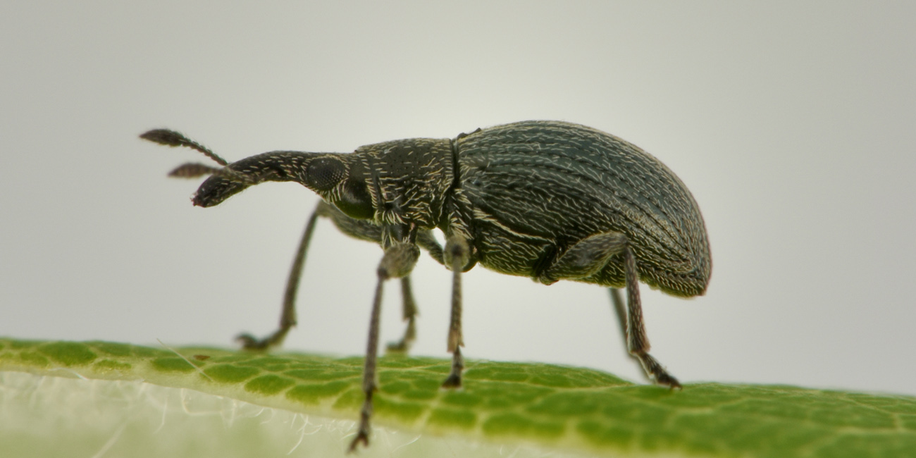 Apionidae: Aspidapion  sp?  Sì, Aspidapion radiolus
